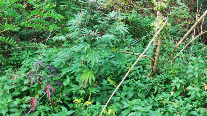U Bačkoj Palanci uhapšen osumnjičeni za proizvodnju i prodaju opojnih droga