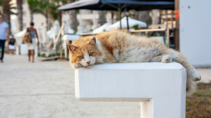 Kako su se domaće mačke doselile u Evropu: Nova studija daje odgovor o poreklu ljubimica