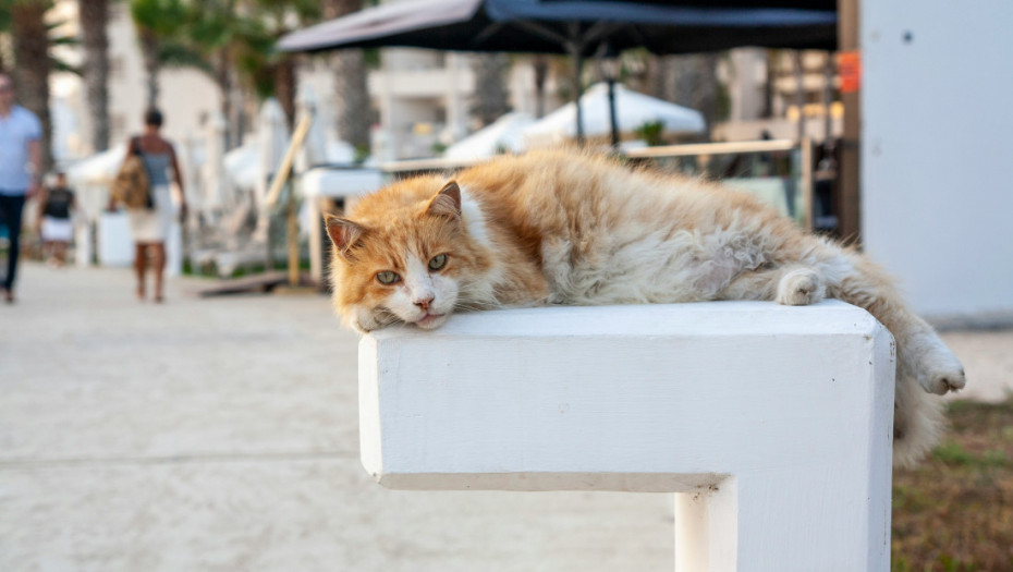 Kako su se domaće mačke doselile u Evropu: Nova studija daje odgovor o poreklu ljubimica