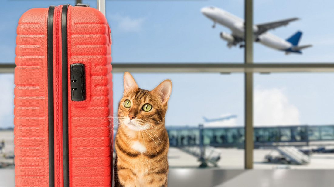 Đurić: Putovanje sa kućnim ljubimcima u EU uskoro jednostavnije i jeftinije