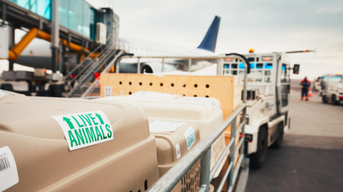 Srbija ispunila evropske standarde: Potvrda iz EK o usklađenosti u oblasti nekomercijalnog letenja kućnih ljubimaca