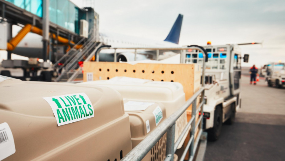 Srbija ispunila evropske standarde: Potvrda iz EK o usklađenosti u oblasti nekomercijalnog letenja kućnih ljubimaca