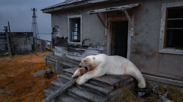 Prizori kao iz basne: Dvadesetak polarnih medveda okupiralo napuštenu stanicu na ruskom ostrvu (FOTO)