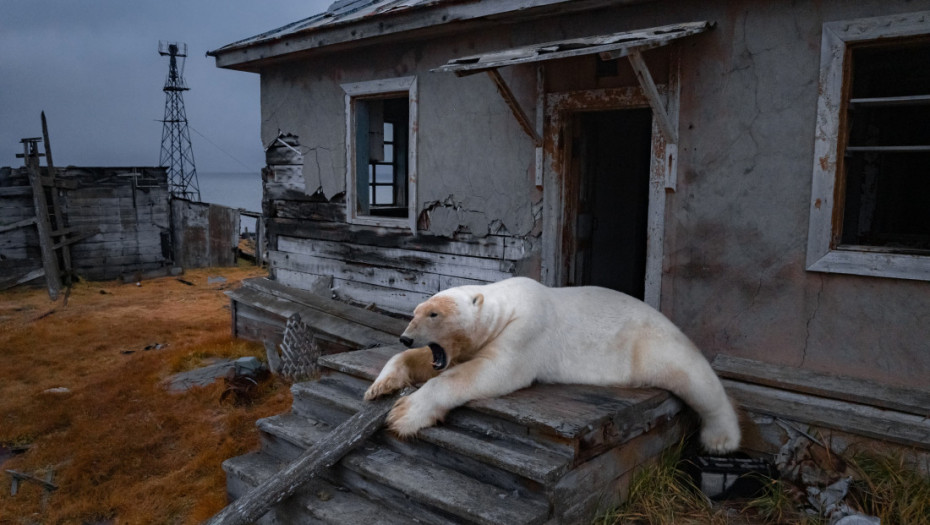 Prizori kao iz basne: Dvadesetak polarnih medveda okupiralo napuštenu stanicu na ruskom ostrvu (FOTO)