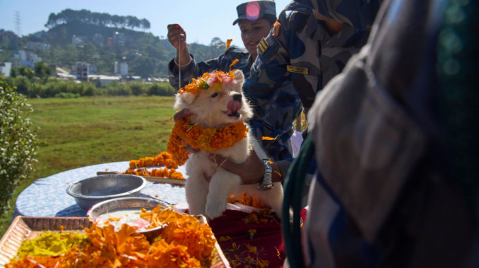 Nepal slavi praznik posvećen psima: Dva dana uživanja za čovekove najbolje prijatelje (FOTO)