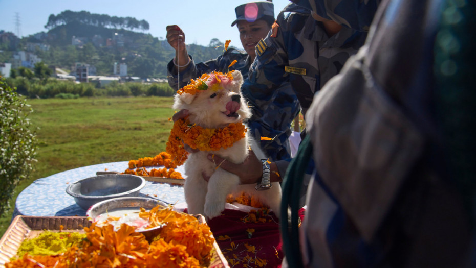 Nepal slavi praznik posvećen psima: Dva dana uživanja za čovekove najbolje prijatelje (FOTO)