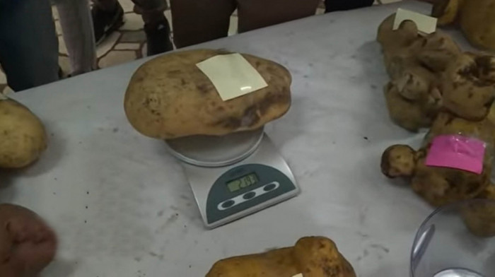 Jedan dovoljan za porodični ručak: Krompir od preko 2 kilograma šampion takmičenja u Glamoču