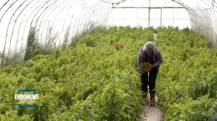 Lebanski ajvar osvaja Evropu: Priča o uspehu "Radanske Ruže"