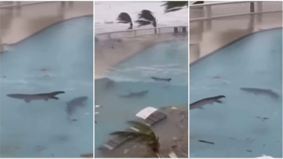 Lažni snimci ajkula na Jamajci: AI video zapisi preplavili društvene mreže