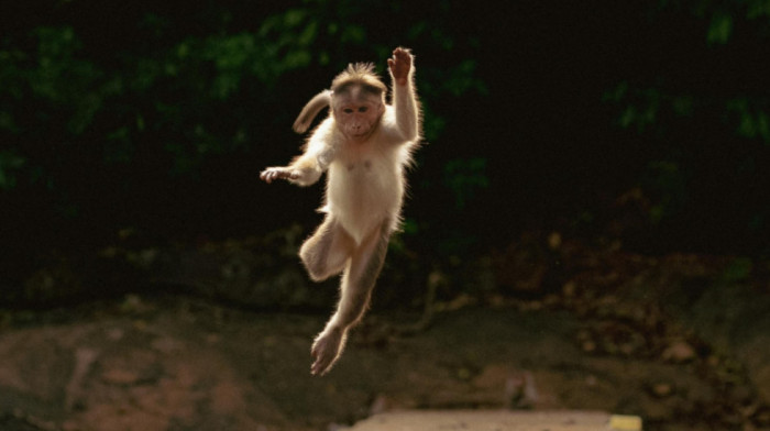 Majmuni koji navodno nose kovid i herpes se “razbežali” po auto-putu: Za jednim se još traga, policija upozorava