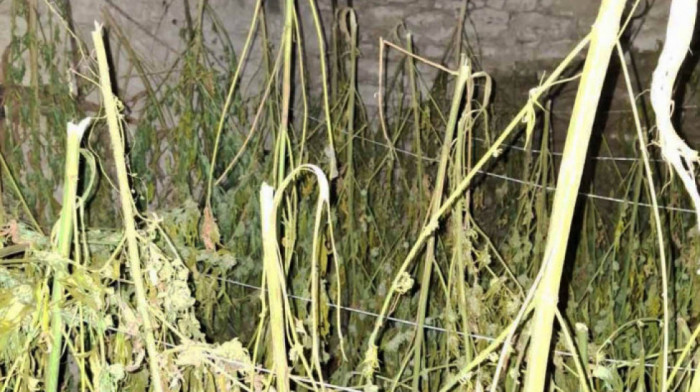 Velike zaplene droge kod Loznice: Policija pronašla 200 kilograma marihuane, oglasio se Dačić