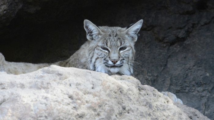 Prvi put primećen "beli duh mediteranske šume": Španski fotograf zabeležio neočekivan prizor u divljini