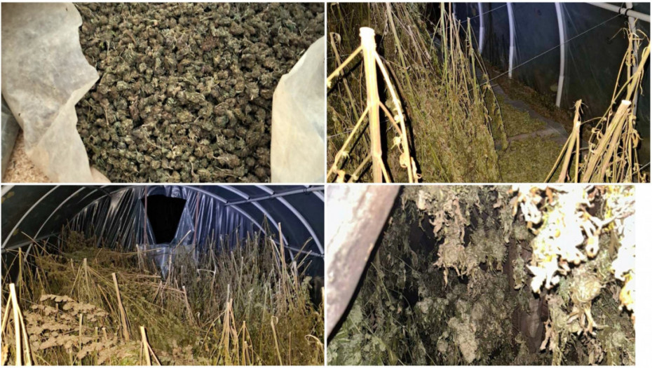 Na imanju u Loznici zaplenjeno oko 356 kilograma marihuane, uhapšen osumnjičeni