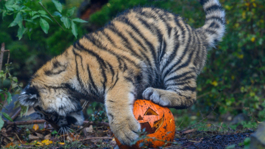 Uz malo mašte, zdrava poslastica postaje igračka: Stanovnici zoo vrtova uživaju u "dekoraciji" za Noć veštica (FOTO)