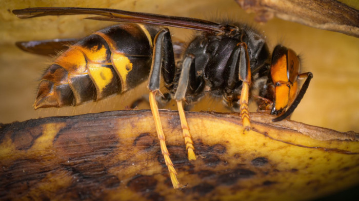Stotine ogromnih stršljenova napali turiste u popularnom odmaralištu: Otac i sin preminuli od uboda