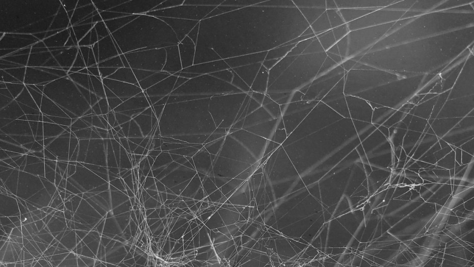 Noćna mora za arahnofobe: Otkriven "megalopolis paukova" sa najvećom mrežom na svetu (FOTO)