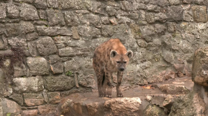 Neobični gosti u srcu Beograda: novi ljubimci Beo zoo vrta izazvali oduševljenje posetilaca i puno smeha na Kalemegdanu