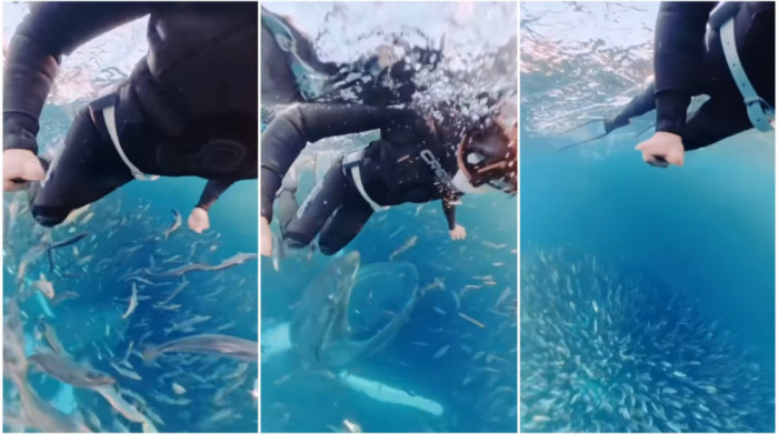 Susret sa morskim džinom kakav se ne zaboravlja: Roniteljka umalo završila u raljama grbavog kita (VIDEO)