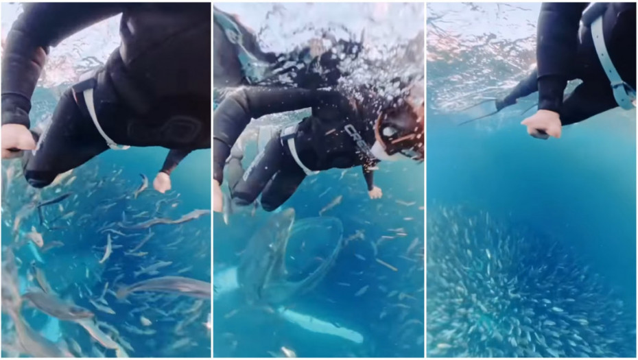 Susret sa morskim džinom kakav se ne zaboravlja: Roniteljka umalo završila u raljama grbavog kita (VIDEO)