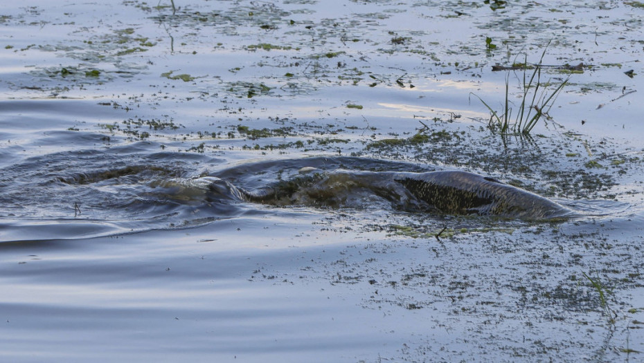 "Ogromna, kolosalna riba, pravi monstrum": Poljski ribolovci tvrde da su uhvatili "najvećeg soma na svetu" (FOTO)