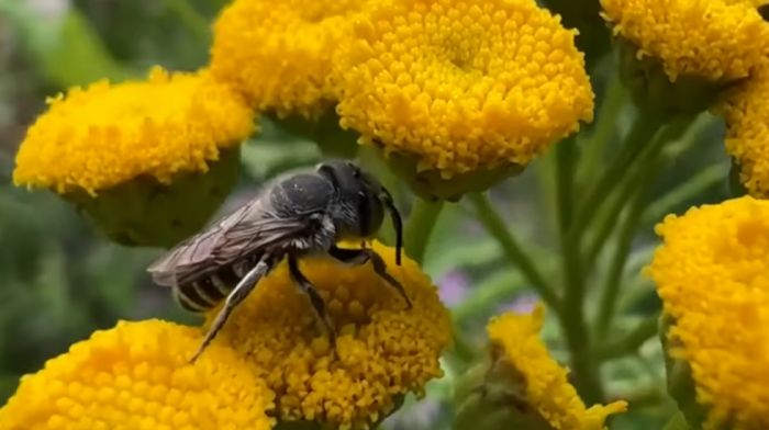 Upoznajte rogatog "Lucifera": Novootkrivena vrsta pčele dobila ime po Netfliksovoj seriji