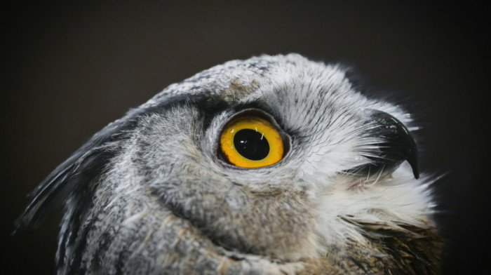 Mlada sova napustila gnezdo i traži svoju teritoriju: Danica stigla u Niš nakon leta od gotovo 100 kilometara