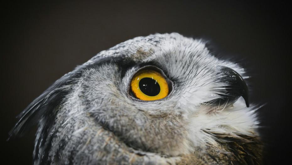 Mlada sova napustila gnezdo i traži svoju teritoriju: Danica stigla u Niš nakon leta od gotovo 100 kilometara