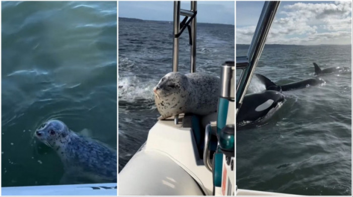 Neverovatno bekstvo foke od jata kitova ubica: Simpatično morsko stvorenje našlo svoj čamac za spasavanje (VIDEO)
