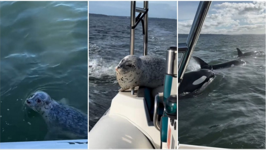 Neverovatno bekstvo foke od jata kitova ubica: Simpatično morsko stvorenje našlo svoj čamac za spasavanje (VIDEO)