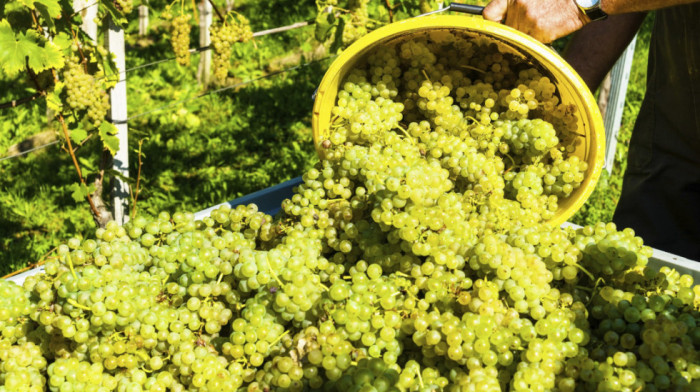 Priča o grašcu: Sa Fruške gore u ceo svet