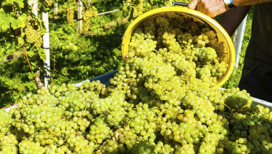 Priča o grašcu: Sa Fruške gore u ceo svet