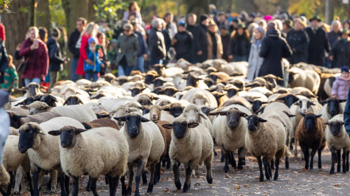 Novembarska tradicija u Nirnbergu: Centrom grada prošlo stado ovaca na putu ka zimskim pašnjacima