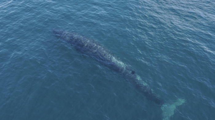 Pronađeni misteriozni magnetni fosili u Atlantiku: Mogući biološki "GPS sistem" star 56 miliona godina