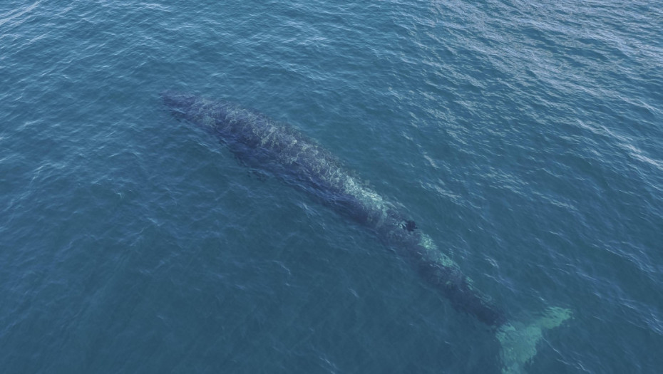 Pronađeni misteriozni magnetni fosili u Atlantiku: Mogući biološki "GPS sistem" star 56 miliona godina