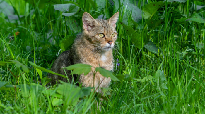 Prvi put posle više od 100 godina: Evropske divlje mačke ponovo primećene u Engleskoj