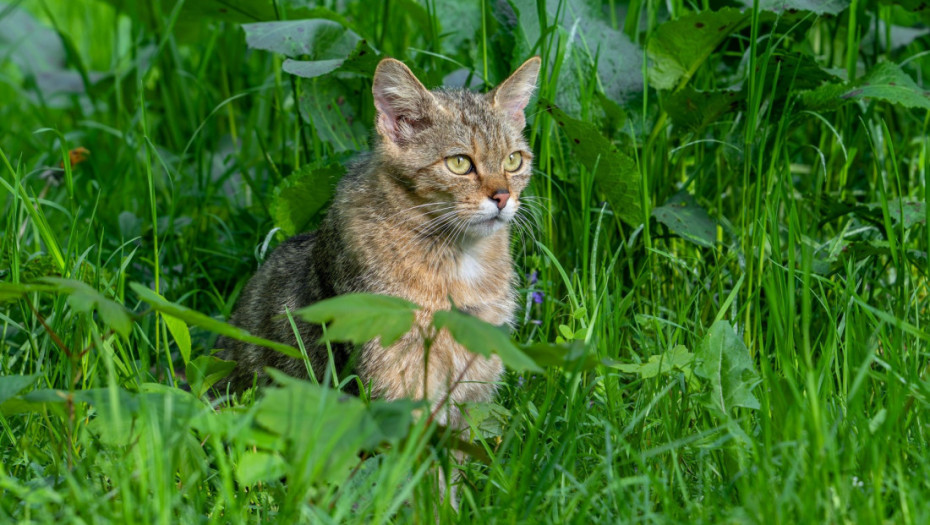 Prvi put posle više od 100 godina: Evropske divlje mačke ponovo primećene u Engleskoj