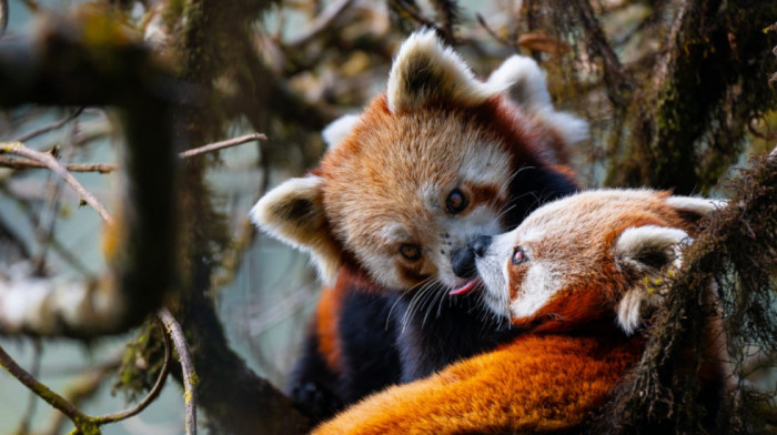 Evolucija ljubljenja: Kako je nastao najstariji čin nežnosti