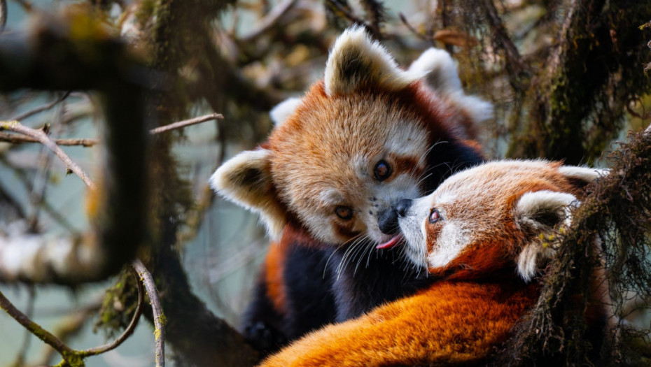 Evolucija ljubljenja: Kako je nastao najstariji čin nežnosti