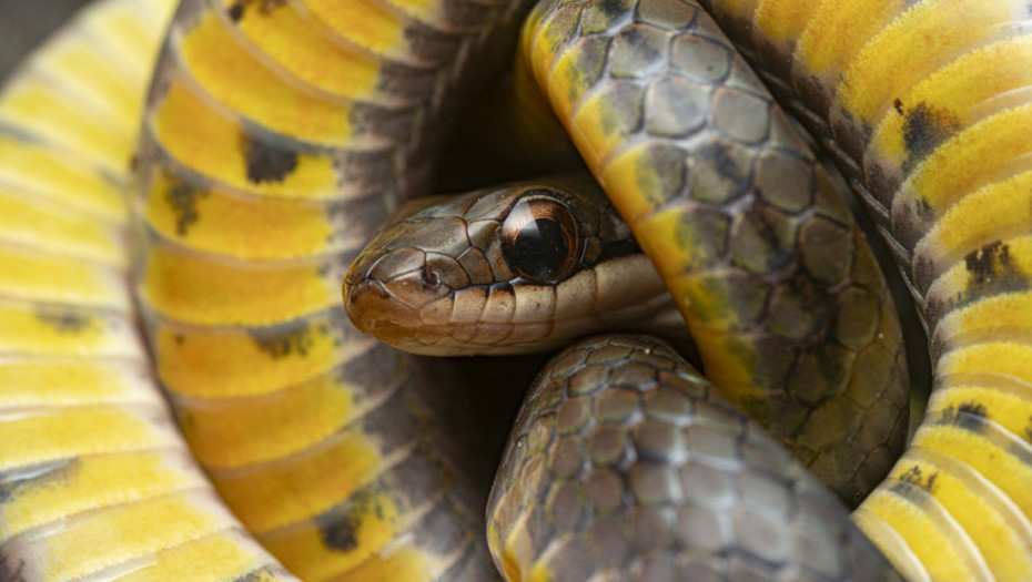 Zašto neke životinje mogu da pojedu otrov i "prevare" smrt?