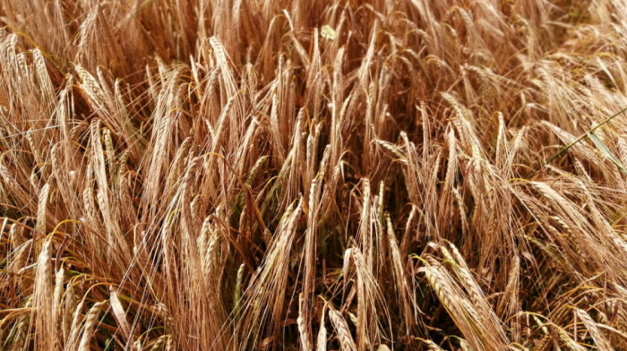 Ruski naučnici uzgojili ječam na tlu koje je po sastavu slično onom na Marsu