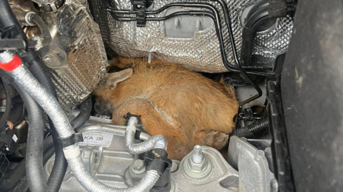 Dostavljaču se u kombiju upalila lampica, a pod haubom otkrio neočekivanog "krivca" (FOTO)