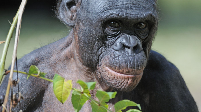 Nezapamćen slučaj nasilja među bonobo majmunima: Ženke "šumskih hipika" udruženo napale mužjaka