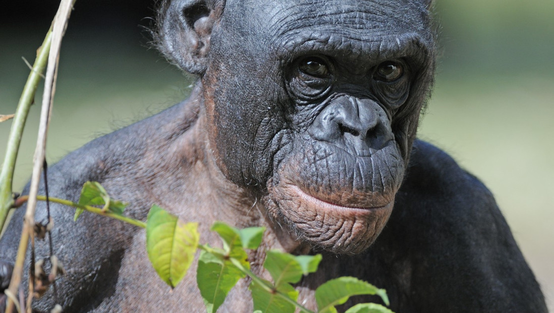 Nezapamćen slučaj nasilja među bonobo majmunima: Ženke "šumskih hipika" udruženo napale mužjaka
