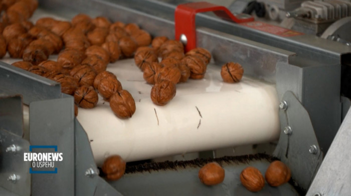 Vodimo vas u selo Tornjoš na Siora plantažu oraha: 14.000 stabala rađa ovu voćku (VIDEO)