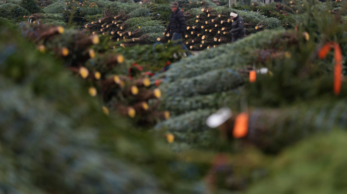 Novogodišnja jelka za Branderbušku kapiju u Berlinu krenula put iz Tiringije