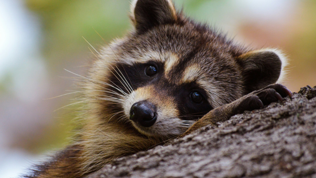 Evolucija na delu: Rakuni iz gradova bi mogli da postanu kućni ljubimci, jer pokazuju rane znake pripitomljavanja