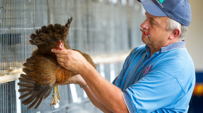 Ptičiji grip u porastu u Evropi: Povećan i rizik za ljude u kontaktu sa pticama, koji su simptomi?