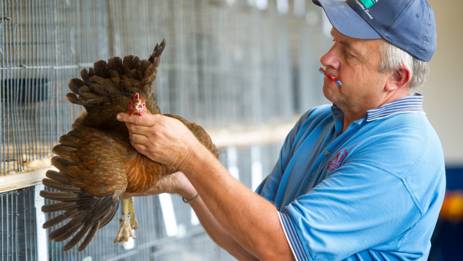 Ptičiji grip u porastu u Evropi: Povećan i rizik za ljude u kontaktu sa pticama, koji su simptomi?