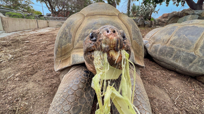 Uginula džinovska kornjača "Baka", ljubimica San Dijega stara više od 140 godina