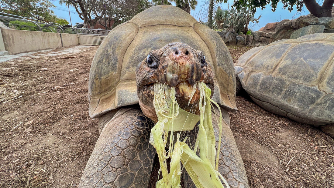 Uginula džinovska kornjača "Baka", ljubimica San Dijega stara više od 140 godina
